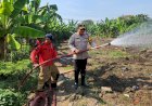 Hadapi-Kemarau-Polres-Pelabuhan-Tanjungperak-Siram-Lahan-Jagung-Ketahanan-Pangan