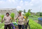 Polsek-Balongbendo-Bersama-Warga-Panen-Kangkung-dari-Lahan-Desa-Bakungtemenggungan