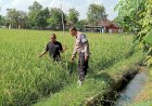 Kapolsek-Tarik-Dukung-Ketahanan-Pangan-Lewat-Pengecekan-Tanaman-Padi-di-Mergobener