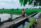 Polsek-Sukodono-Dukung-Warga-Budidaya-Ikan-Nila