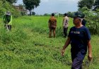 Sinergi-Bersama-dalam-Pengelolaan-Lahan-Jagung-di-Desa-Kedensari-Dukung-Ketahanan-Pangan-Nasional