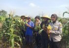Polsek-Krian-Apresiasi-Program-Ketahanan-Pangan-Pertanian-Jagung