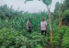 Polisi-Cinta-Petani-Dampingi-Warga-Tambak-Kemeraan-Krian-Rawat-Tanam-Terong-untuk-Ketahanan-Pangan