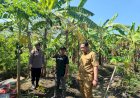 Polsek-Gedangan-bersama-Perangkat-Desa-Punggul-Tinjau-Lahan-Ketahanan-Pangan-Buah