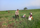 Dukung-Swasembada-Pangan,-Polisi-Krembung-Turun-ke-Ladang-Bantu-Petani-Panen