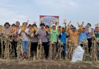 Polsek-Balongbendo-Gelar-Panen-Raya-Jagung-Serentak-Kuartal-I-2026