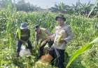 Panen-Jagung-800-Kg,-Polsek-Porong-Gandeng-Petani-Wujudkan-Swasembada-Pangan