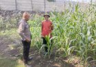 Bhabinkamtibmas-Polsek-Buduran-Intensifkan-Pengecekan-Ladang-Jagung-untuk-Dukung-Ketahanan-Pangan