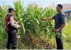 Bhabinkamtibmas-Desa-Keboharan-Optimalkan-Ketahanan-Pangan-Lahan-Jagung