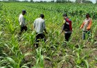 Polsek-Balongbendo-Semangati-Petani-untuk-Keberhasilan-Panen,-Sukseskan-Swasembada-Pangan