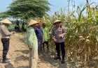 Dukung-Ketahanan-Pangan,-Kapolsek-Balongbendo-Ajak-Diskusi-Petani-Siapkan-Panen-Jagung