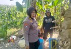 Polsek-Gedangan-Pastikan-Pertumbuhan-Jagung-Optimal,-Perkuat-Ketahanan-Pangan-di-Sidoarjo