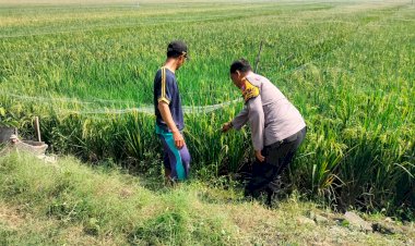 Polisi-Sambang-Desa-Wujudkan-Swasembada-Pangan,-Dukung-Petani-Padi-Panen-Berhasil