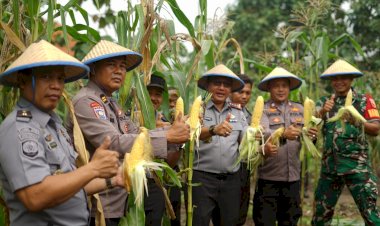 Tingkatkan-Produktifitas-Ketahanan-Pangan,-Lapas-Kelas-I-Surabaya-di-Porong-Panen-Jagung-Manis