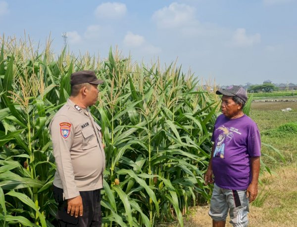 Tingkatkan Swasembada Pangan, Polsek Candi bersama Petani Kelola Lahan Jagung