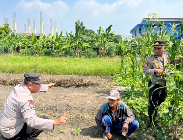 Polsek Sedati Optimis Pengelolaan Lahan Jagung Berhasil Dukung Ketahanan Pangan