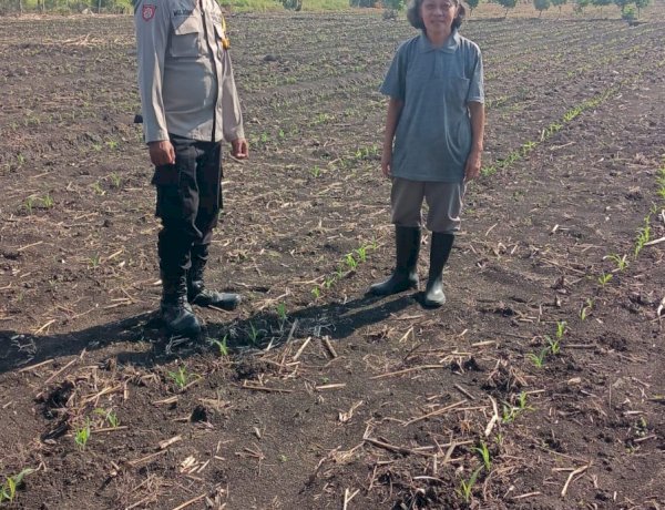 Polsek Taman Pantau Perkembangan Tanaman Jagung