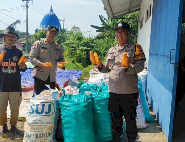 Polsek Tanggulangin Dampingi Gapoktan Randegan Jemur Hasil Panen Jagung untuk Penuhi Standar Kualitas