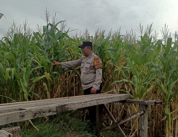 Bhabinkamtibmas Polsek Candi Pantau Pertumbuhan Jagung, Dukung Program Ketahanan Pangan
