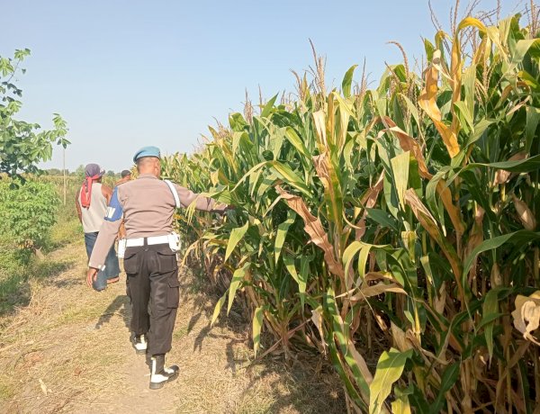 Dukung Swasembada Pangan, Polisi Cek Tanaman Jagung