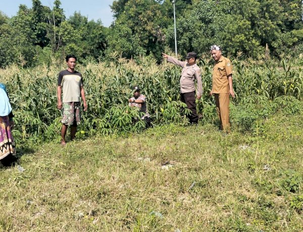 Polisi dan Petani Kelola Tanaman Jagung di Desa Kemantren, Untuk Peningkatan Swasembada Pangan