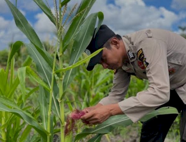 Polsek Jabon Pantau Jagung di Tambak Kalisogo Demi Ketahanan Pangan
