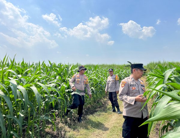 Polisi Cinta Petani Kawal Program Ketahanan Pangan di Krembung