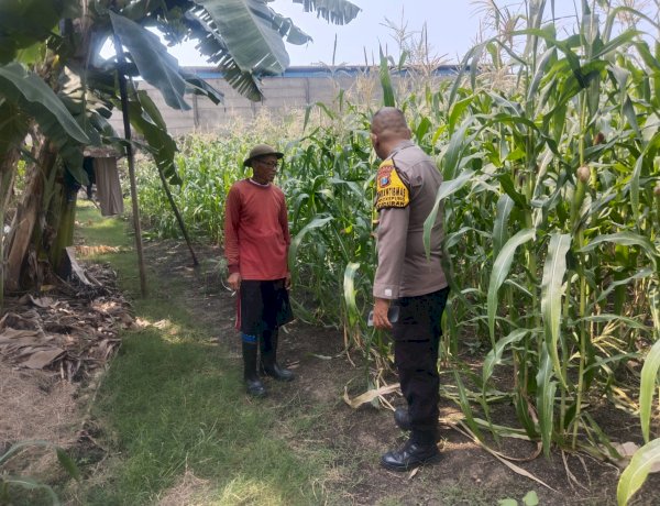 Bhabinkamtibmas Polsek Buduran Cek Lahan Jagung di Desa Sukorejo, Dukung Program Ketahanan Pangan Nasional