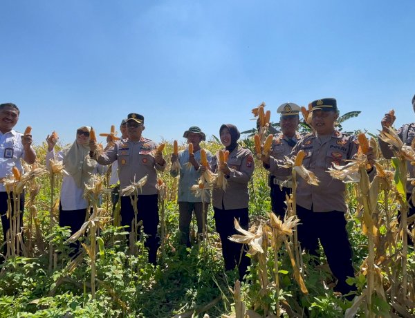 Panen Raya Jagung di Punggul, Polsek Gedangan Perkuat Swasembada Pangan