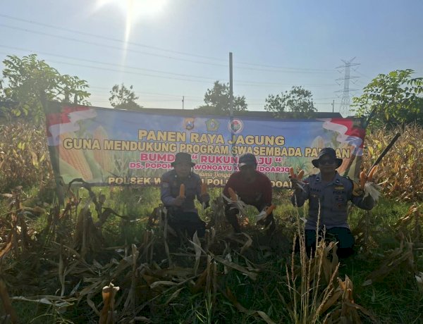Polsek Wonoayu Panen Raya Jagung, Dukung Swasembada Pangan