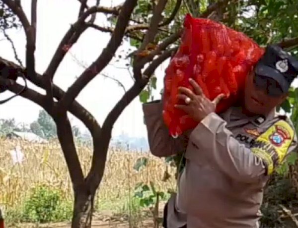 Bahu-Membahu di Ladang Jagung, Jajaran Polresta Malang Kota Bersama Warga Wujudkan Ketahanan Pangan