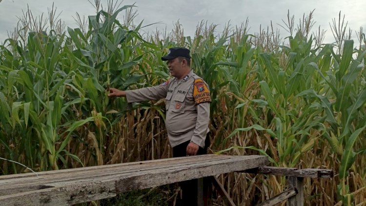 Bhabinkamtibmas-Polsek-Candi-Pantau-Pertumbuhan-Jagung,-Dukung-Program-Ketahanan-Pangan