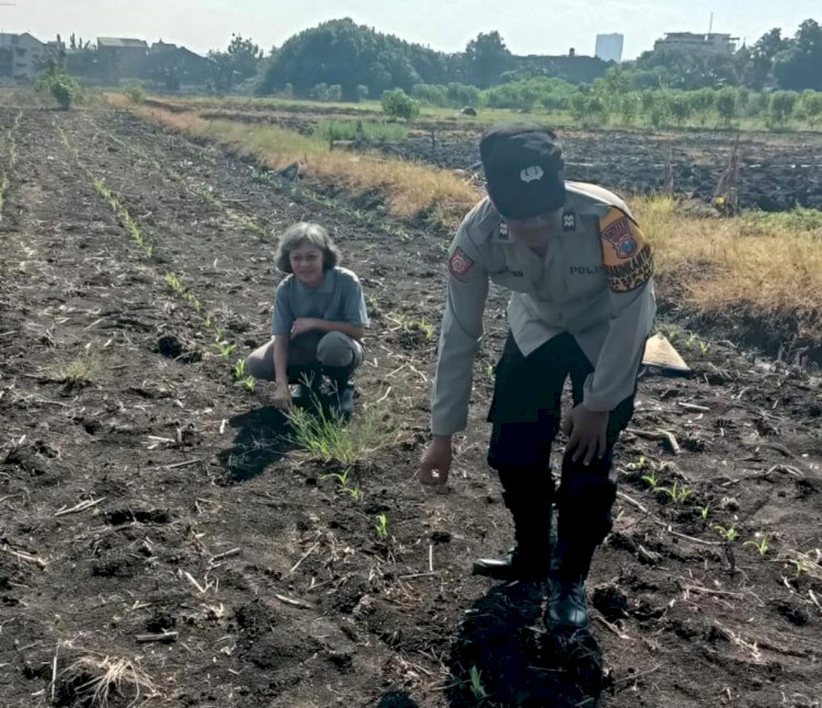 Polisi Cinta Petani, Polsek Taman Cek Jagung