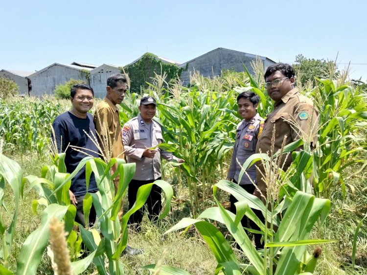 Polsek Sukodono Cek Pertumbuhan Jagung di Kebonagung, Dukung Ketahanan Pangan